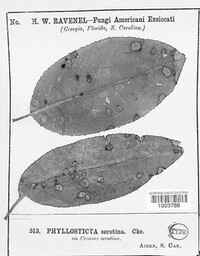 Phyllosticta serotina image